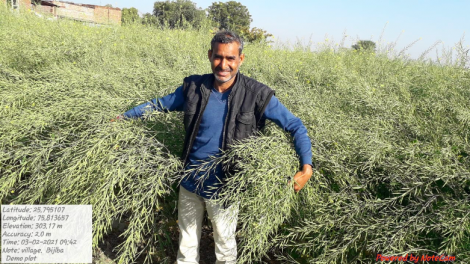 SEA-Solidaridad Mustard Model Farms: a way forward to Raise Mustard Productivity