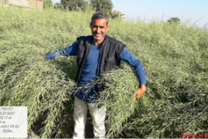 SEA-Solidaridad Mustard Model Farms: a way forward to Raise Mustard Productivity