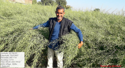 SEA-Solidaridad Mustard Model Farms: a way forward to Raise Mustard Productivity